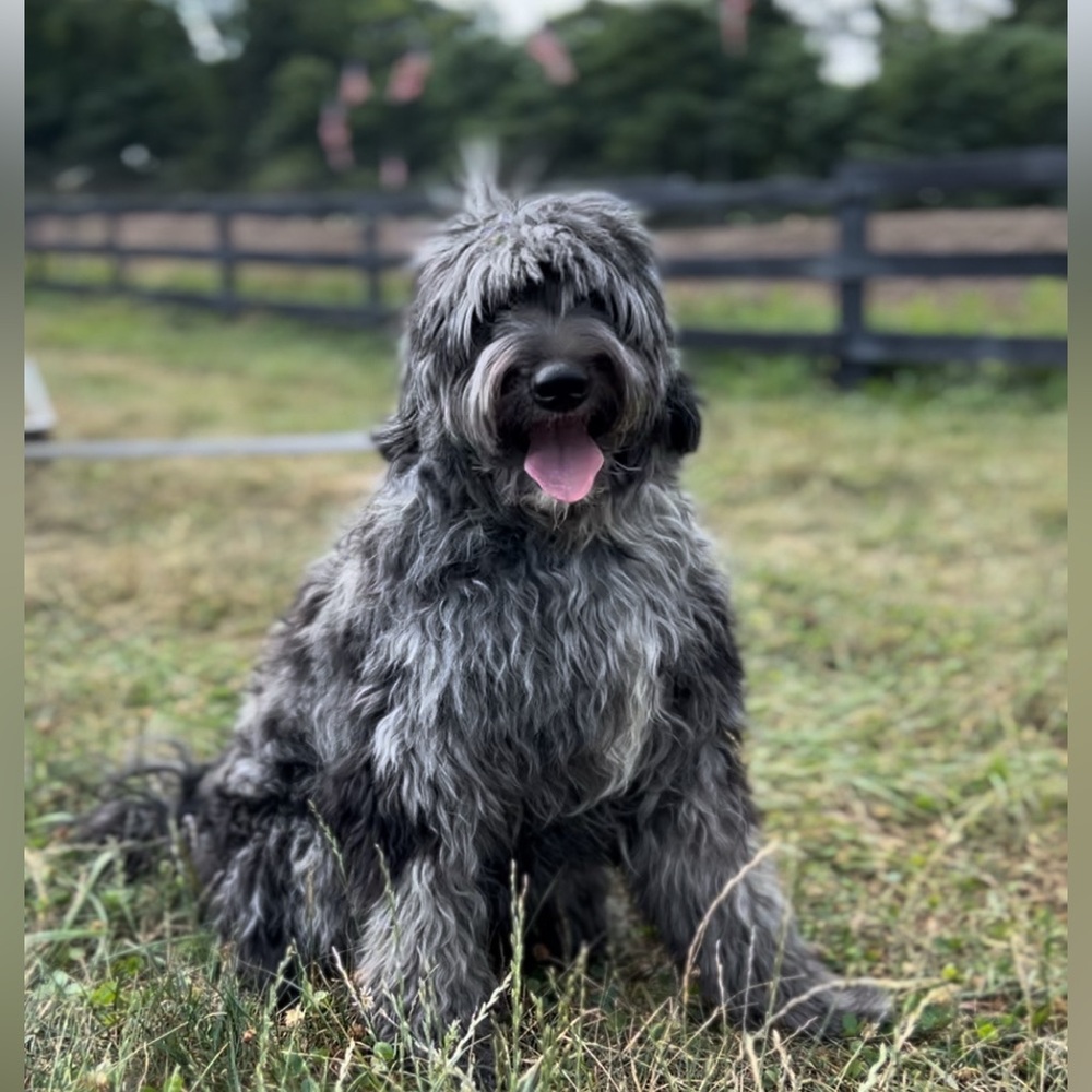 Meet your Posher, Renée - Picture 4 of 6
